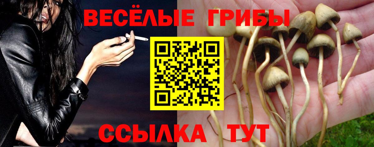 Сафоново  Галлюциногенные грибы Psilocybe  Вход с VPN 